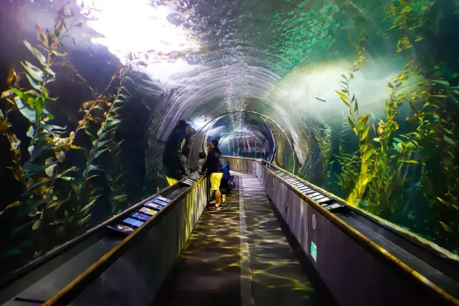 Una famiglia osserva la vita marina all'interno di un tunnel all'Acquario della Baia