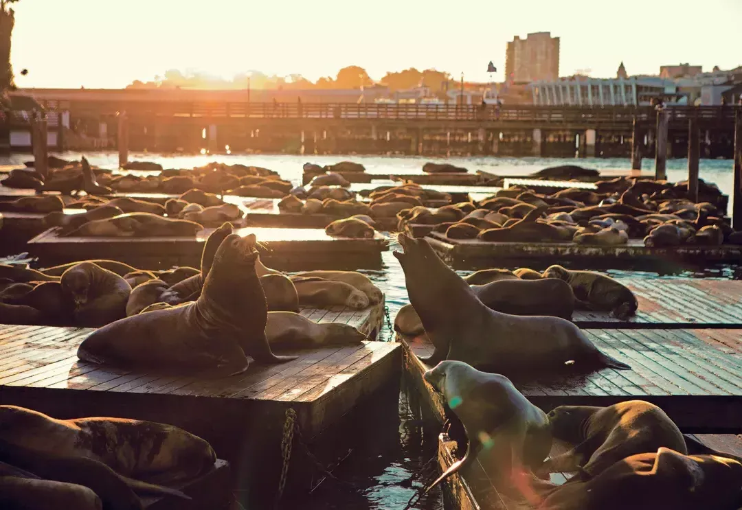 Les lions de mer se reposent sur le quai K du PIER 39 au Sunset